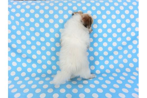 成約済の千葉県のパピヨン-102195の2枚目